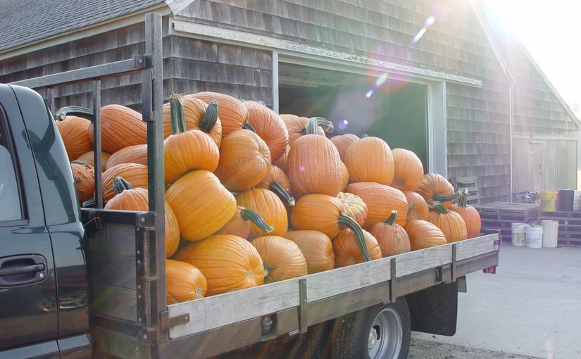 Top Places For Pumpkin Picking in Wisconsin