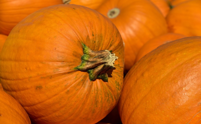 8 Wisconsin Pumpkin Picking Farms to Stop at this Fall